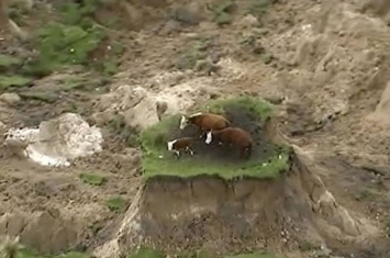 新西兰南岛7.8级强烈地震 3头牛被困在“孤岛”