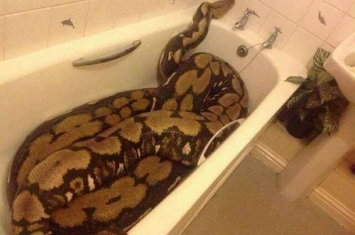 到朋友家中借厕所 看到浴缸内有一条巨蟒