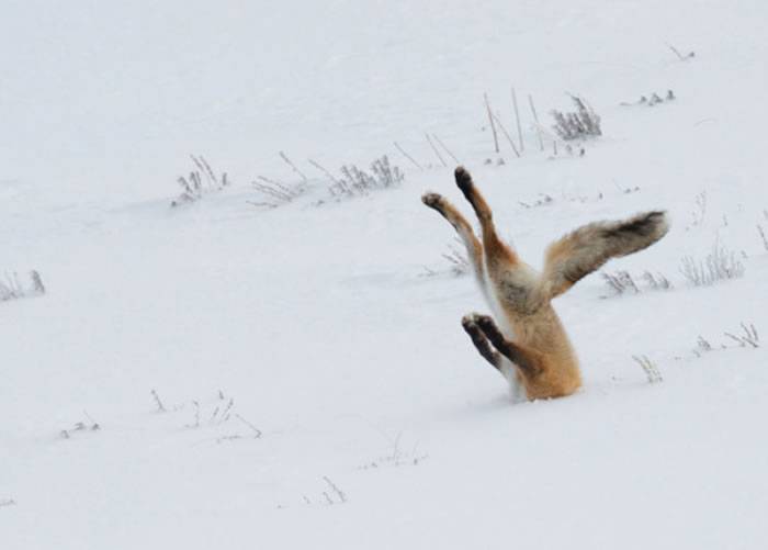 搞笑野生动物摄影比赛：狐狸插在雪地夺冠