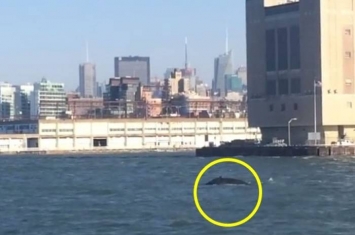 美国自由神像前的纽约港出现一条座头鲸 市民兴奋拍片留念