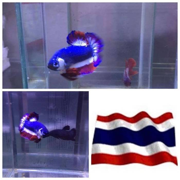 泰国斗鱼身体颜色酷似国旗身价暴涨