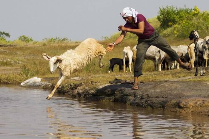 印度村庄“洗羊”有趣一幕：把羊高举过头扔进湖里