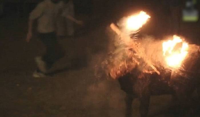 活生生用火点着公牛角 西班牙传统活动Toro Jubilo遭抵制