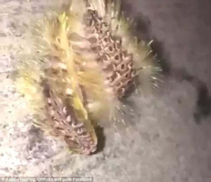澳洲昆士兰码头惊现“外星怪虫”？原来是多毛纲动物