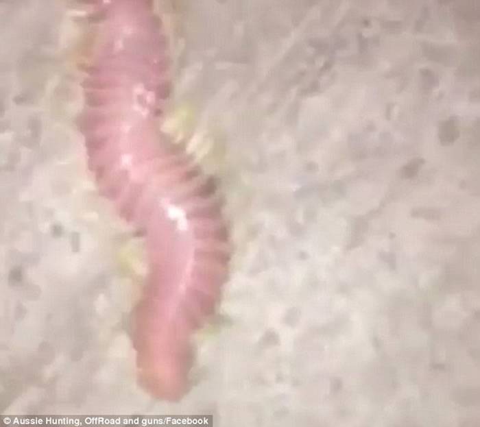 澳洲昆士兰码头惊现“外星怪虫”？原来是多毛纲动物