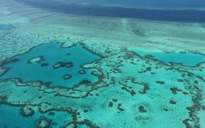 全球最毒的伊鲁坎杰水母在澳洲大堡礁3日致死3人