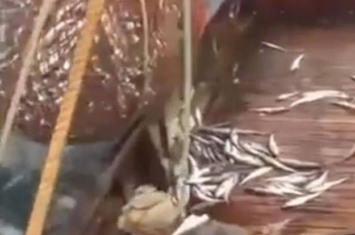 俄罗斯渔夫出海捕鱼意外捕上一只海狮