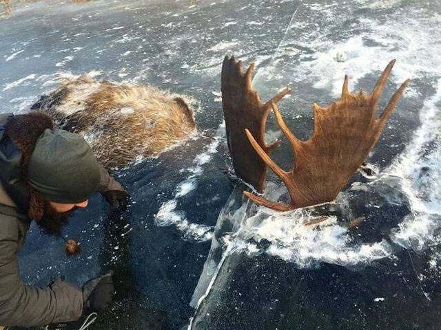 美国阿拉斯加两只麋鹿疑似大打出手 双双淹死并冰封在河里