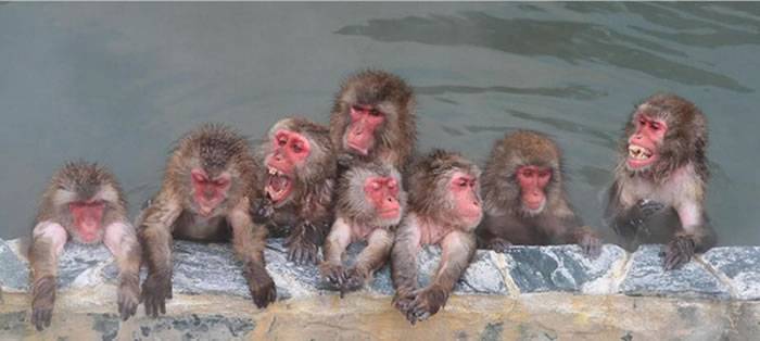 日本北海道函馆市热带植物园猕猴山温泉猕猴眯着眼享受