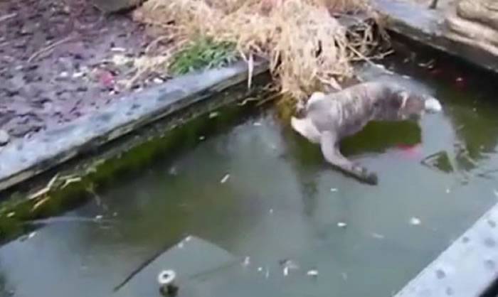 这只猫要捕冰面下的鱼 结果摔惨了