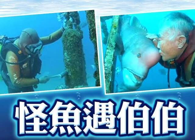 靠水底暗号联系 日本男子与怪鱼“亚洲羊头濑鱼”系25年情谊