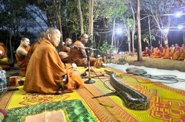 泰国僧侣林间打坐诵经 大蟒蛇闯入
