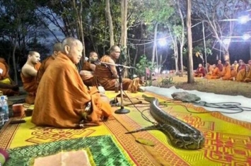 泰国僧侣林间打坐诵经 大蟒蛇闯入