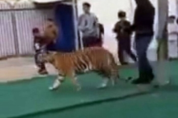 沙特阿拉伯市集一只训练过的老虎突然扑向一名旁观女童
