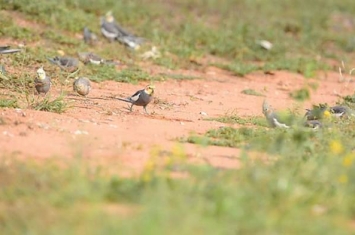 日本网友参加鸟类研究讲座PO出影片：成群野生玄凤鹦鹉满地跑多得跟麻雀一样