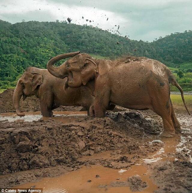 遭奴役80年终重获自由 泰国2头大象直冲新家泥巴堆疯狂玩耍体会自由