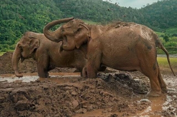 遭奴役80年终重获自由 泰国2头大象直冲新家泥巴堆疯狂玩耍体会自由