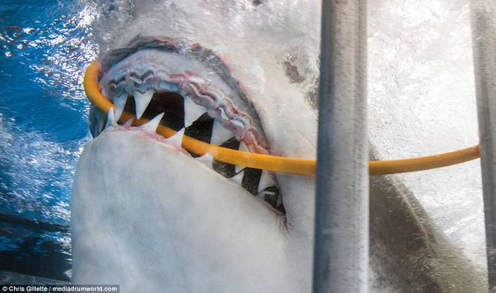 美国摄影师在墨西哥潜水被大白鲨突袭咬断氧气喉管