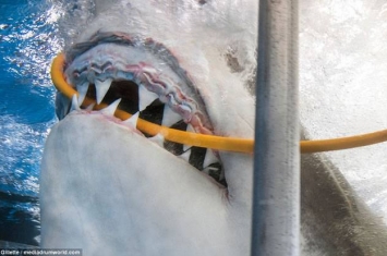 美国摄影师在墨西哥潜水被大白鲨突袭咬断氧气喉管