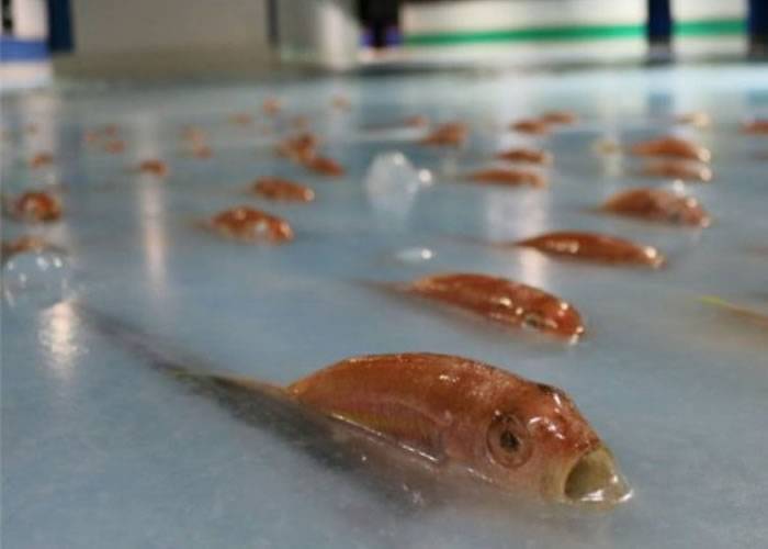 日本福冈县北九州市主题公园“太空世界”溜冰场冰层内冰封逾5000条鱼尸