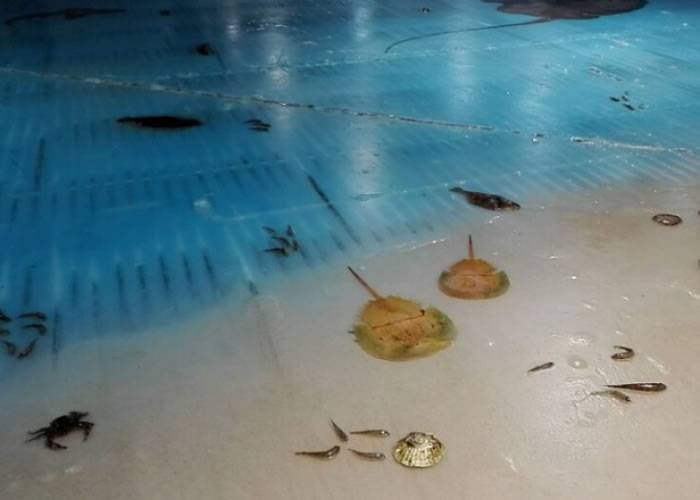 日本福冈县北九州市主题公园“太空世界”溜冰场冰层内冰封逾5000条鱼尸