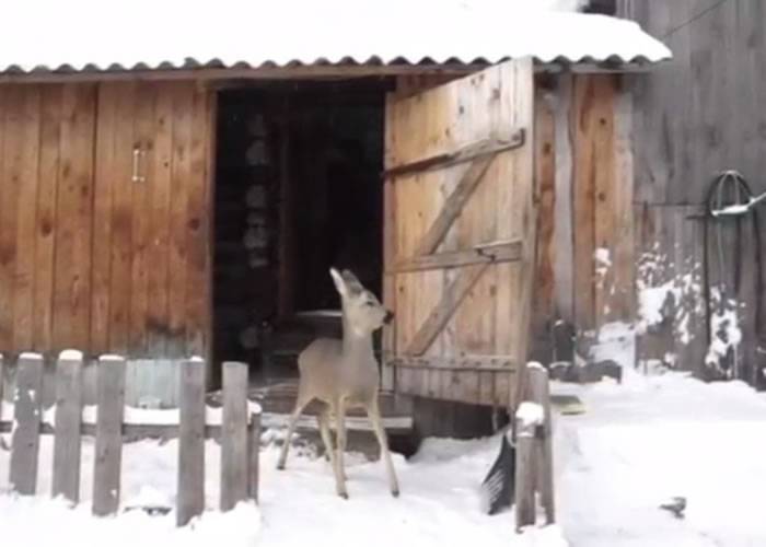 俄罗斯动物园拒接乌拉尔山脉森林获救小鹿 施救妇人获准破格收养