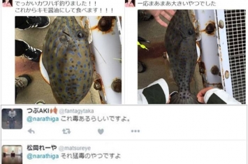 日本网民险吃剧毒鱼“拟态革鲀” “相机先吃”救一命