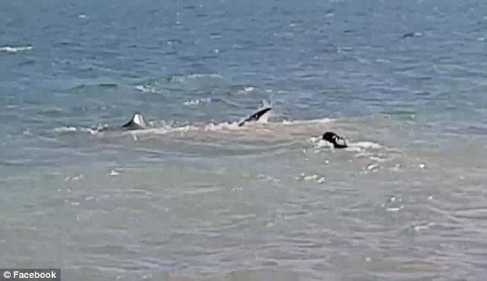澳洲马布亚格岛一只胆大包天的汪星人直冲海中追鲨鱼