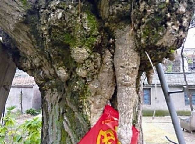 江苏省泰州市200岁银杏树慢慢长出一张人脸