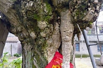 江苏省泰州市200岁银杏树慢慢长出一张人脸