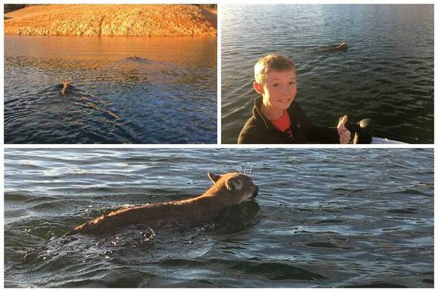 美国加州沙斯塔湖两只美洲狮游泳渡湖