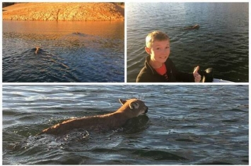 美国加州沙斯塔湖两只美洲狮游泳渡湖