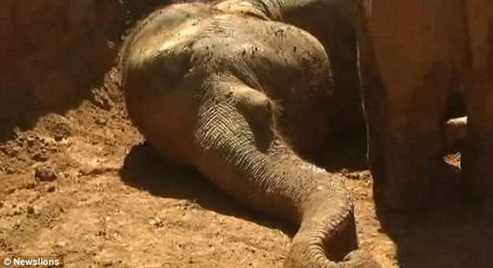 印度东北部阿萨姆邦大象母子掉落6米深坑 小象图唤醒昏迷妈妈