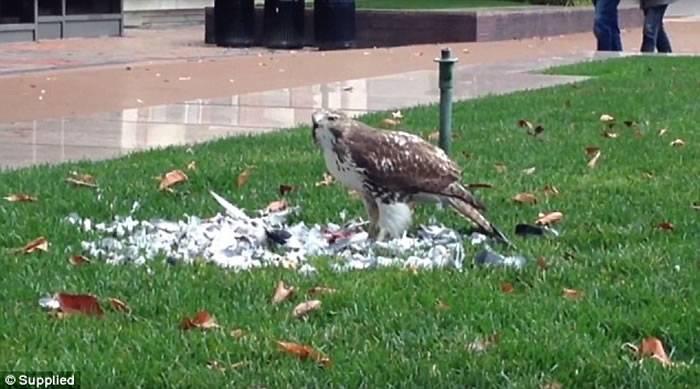 美国纽约哥伦比亚大学草地一只鹰旁若无人地在草地上吃鸽子