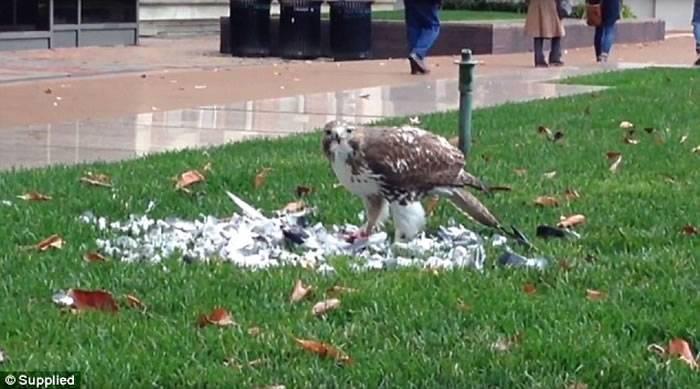 美国纽约哥伦比亚大学草地一只鹰旁若无人地在草地上吃鸽子