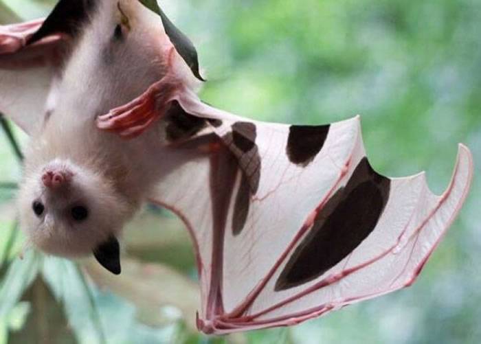 澳洲惊现“乳牛蝙蝠”：灰头狐蝠白化症致白身黑耳