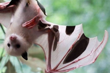 澳洲惊现“乳牛蝙蝠”：灰头狐蝠白化症致白身黑耳