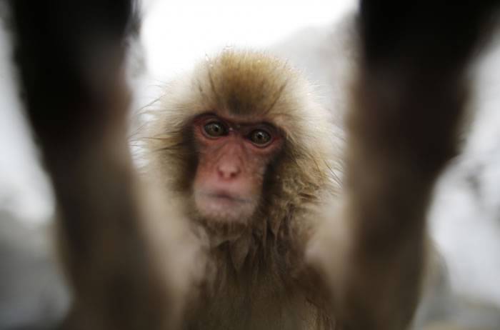 利比亚南部城镇萨巴一只顽皮猴子竟然引起部落战争 至少20人死亡