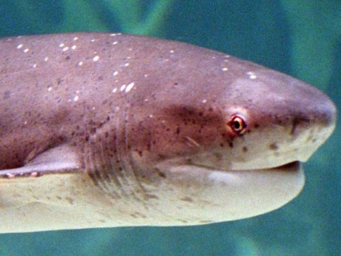 澳洲男子捕获1.5米鲨鱼被咬 手部严重受伤