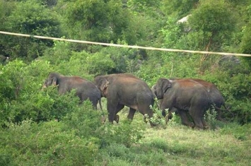 尼泊尔西南部大象袭击村落