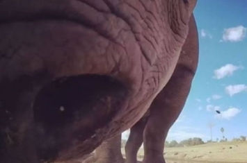 美国圣地牙哥动物公园黑犀牛被摄影机吓到