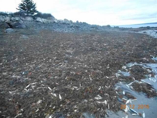 加拿大新斯科细亚海岸出现上万只死亡的海洋生物