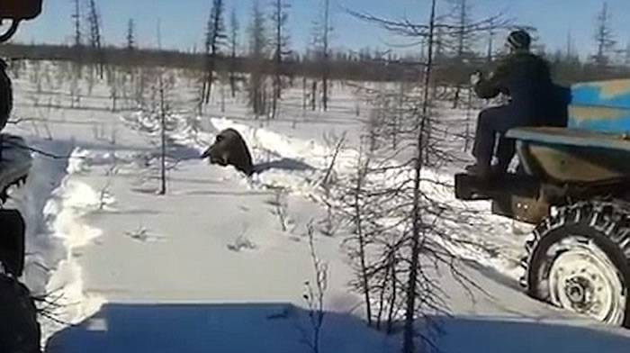 俄罗斯西伯利亚冻原地区一群人开着卡车将一只棕熊反覆辗压