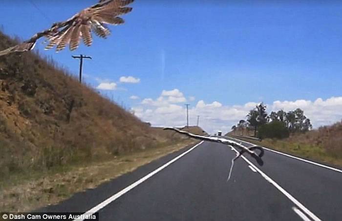 澳洲昆士兰女子驾车途中一只老鹰突然将蛇扔向挡风玻璃