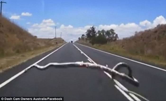 澳洲昆士兰女子驾车途中一只老鹰突然将蛇扔向挡风玻璃