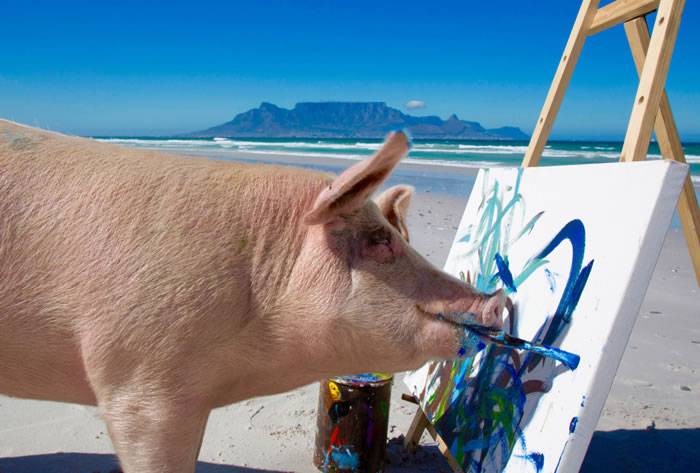 猪界毕加索：南非小猪Pigasso脱离肮脏屠宰场 咬笔杆画出缤纷新世界