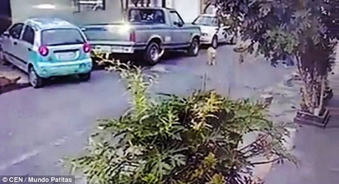 墨西哥首都墨西哥城冷血司机开车辗毙挡路小狗