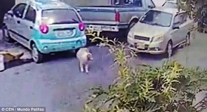 墨西哥首都墨西哥城冷血司机开车辗毙挡路小狗