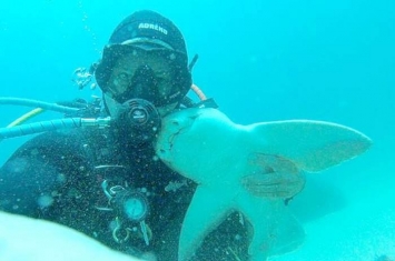 澳洲男子每次潜水相识七年的虎鲨就游过来撒娇讨抱