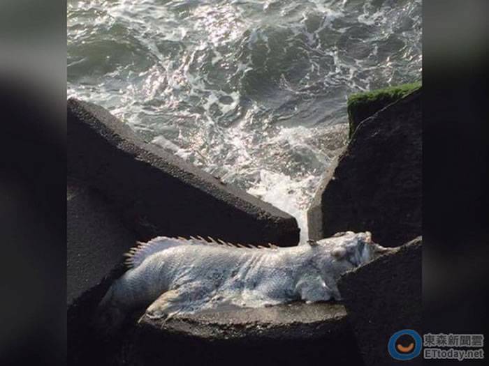 台湾网友在屏东海鸥公园钓鱼时发现“白鳍海怪” 资深钓客：死亡多时的龙胆石斑
